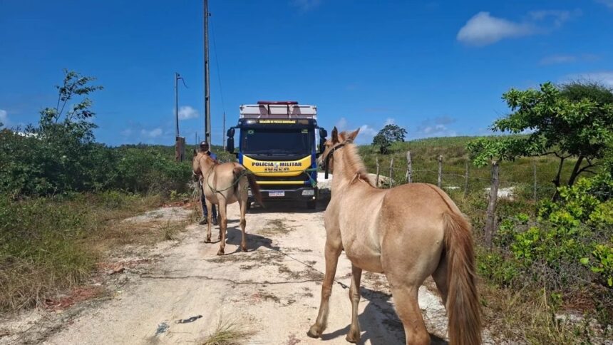 Caminhão Boiadeiro do BPRv realizando o recolhimento de animais soltos em rodovia de Sergipe.